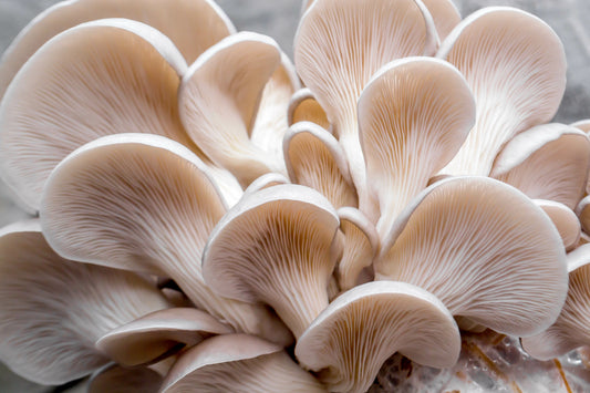 Beta Glucan Supplements: A Natural Way to Support Immune & Heart Health