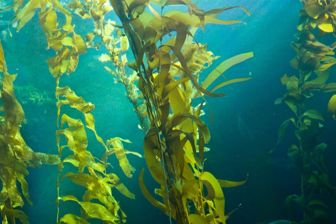 Unlocking the Ocean's Wellness Secret – Fucoidan