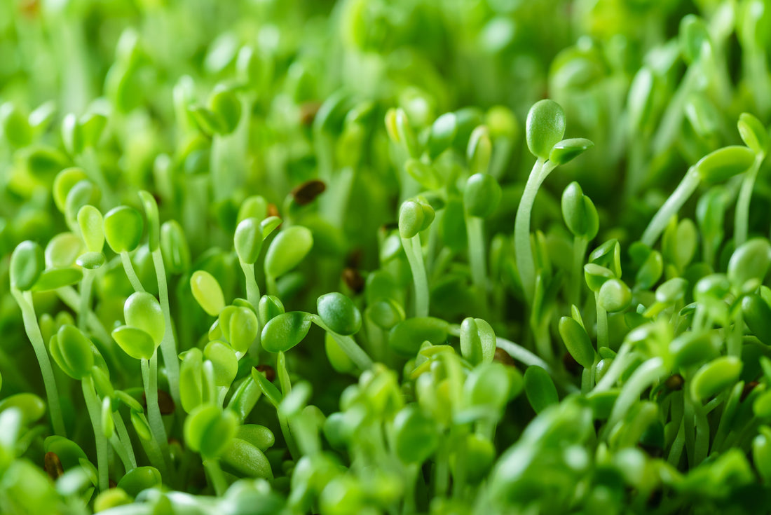 Broccoli Sprout: Nature's Detox and Cellular Defender