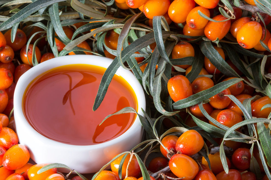 Sea Buckthorn: Nature's Omega Rich Superberry