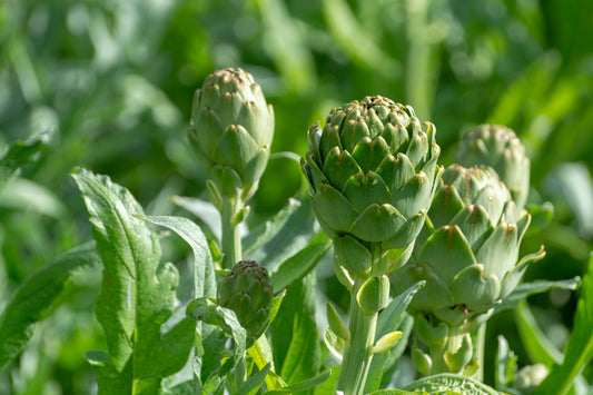 Artichoke Supplements: Nature's Support for Liver, Digestive, and Heart Health
