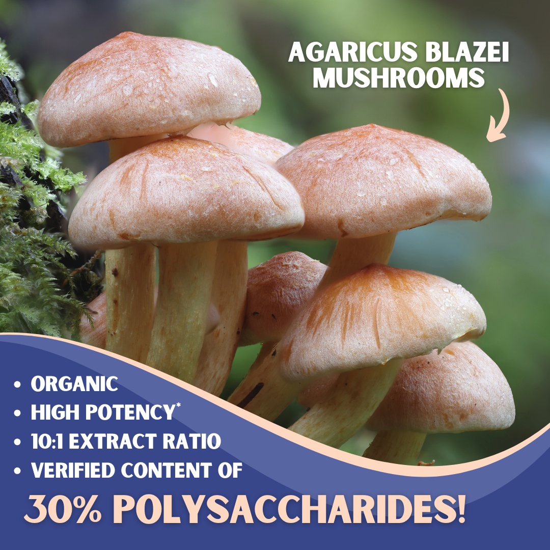 Agaricus Blazei Mushroom