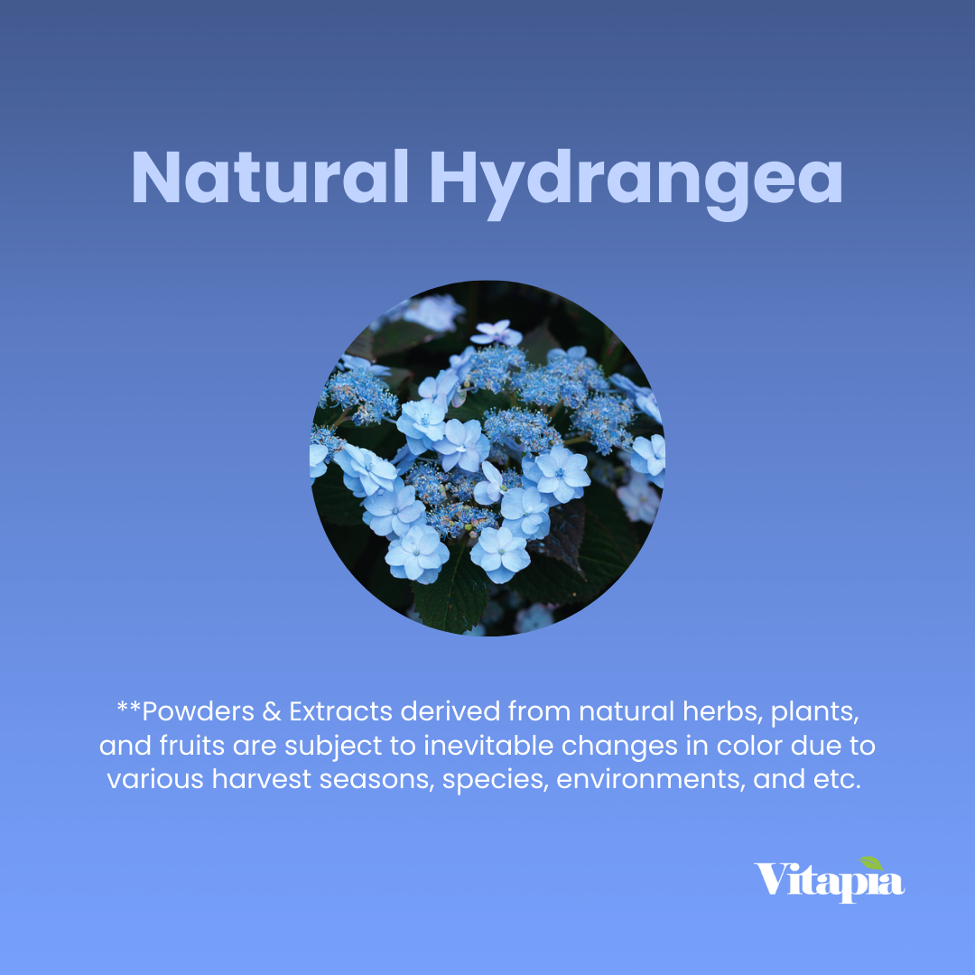 Hydrangea